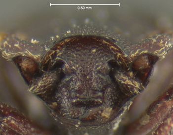 Media type: image;   Entomology 24131 Aspect: head frontal view